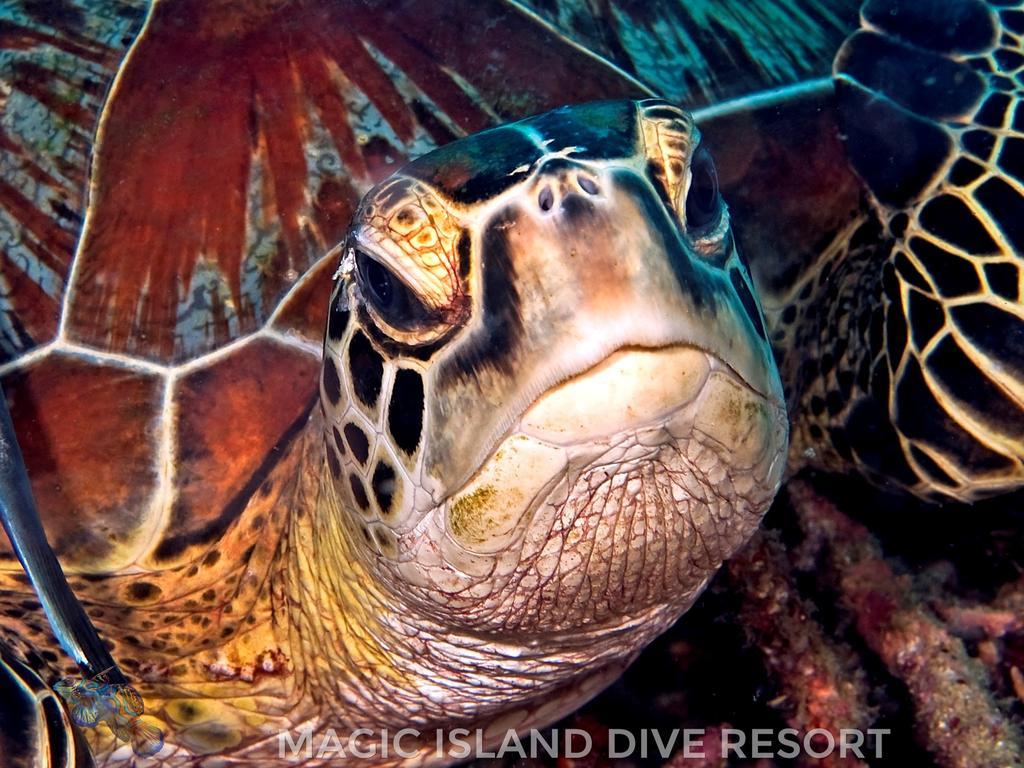 Magic Island Dive Resort Moalboal Kültér fotó