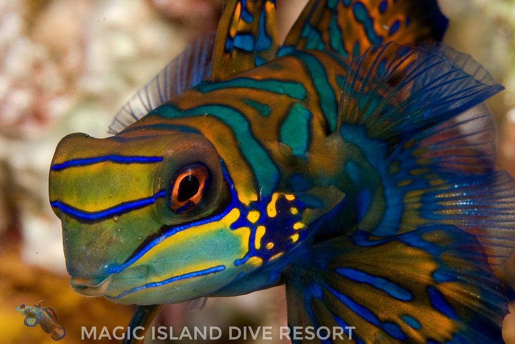 Magic Island Dive Resort Moalboal Kültér fotó